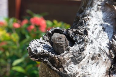 ağaç dalı iguana