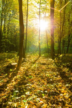 sonbahar Orman ağaçları