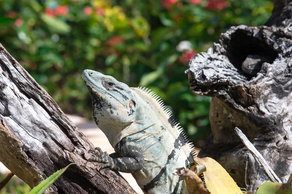 Iguana na gałęzi drzewa — Zdjęcie stockowe