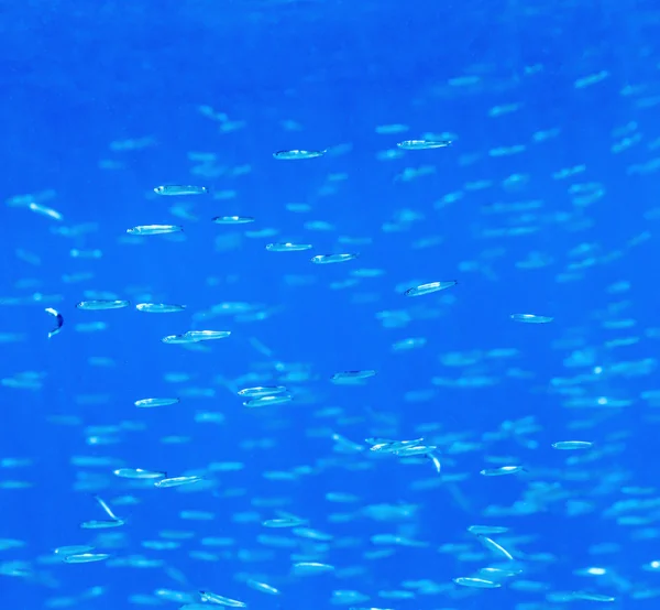 Tranquil underwater scene — Stock Photo, Image