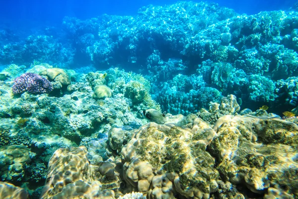 Спокійна підводний сцени — стокове фото