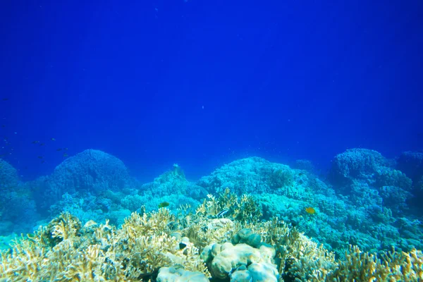 Tranquille scène sous-marine — Photo