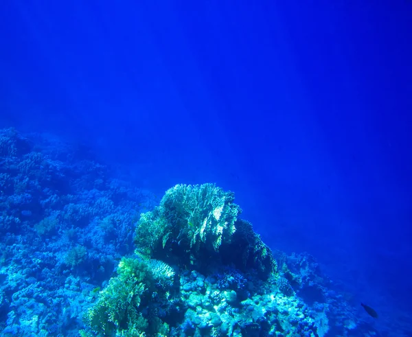 Tranquille scène sous-marine — Photo