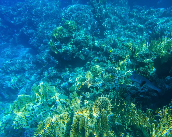 Tranquille scène sous-marine — Photo