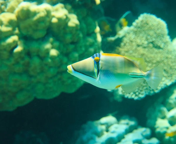 Tranquil underwater scene — Stock Photo, Image