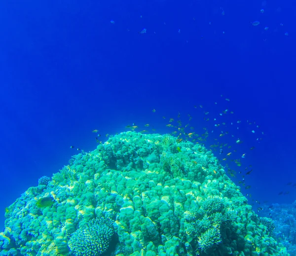 Spokojny podwodne scene — Zdjęcie stockowe