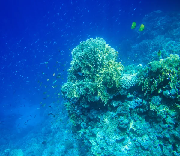 Tranquil underwater scene — Stock Photo, Image