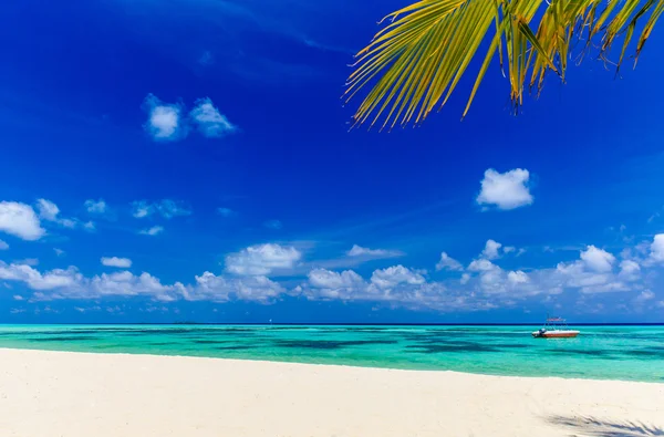 Tropisch strand op de Malediven — Stockfoto