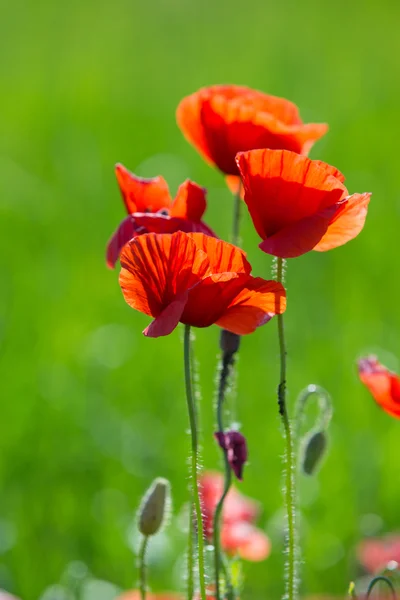 Rode papavers bloemen — Stockfoto