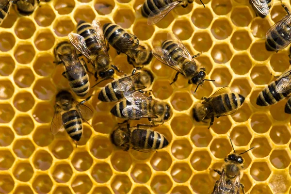 Honeycells üzerinde çalışma arılar — Stok fotoğraf