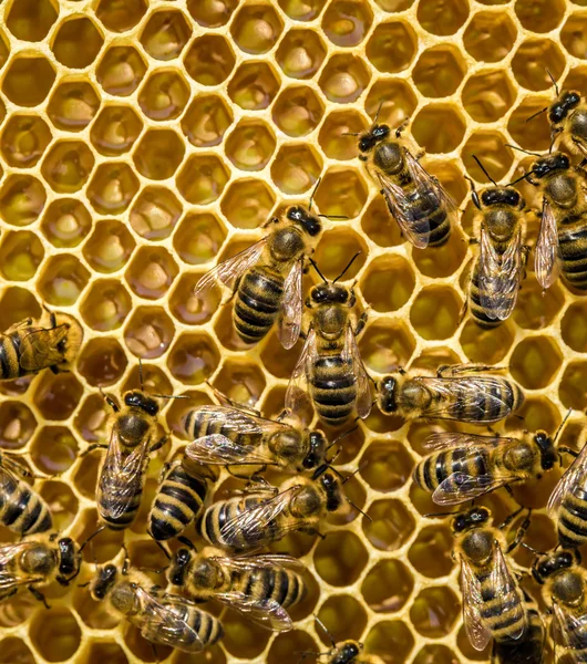 Pracovní včely na honeycells — Stock fotografie