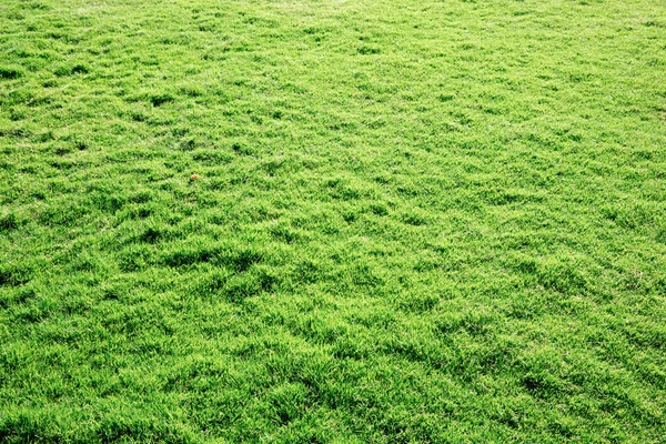 Textura de grama de campo — Fotografia de Stock