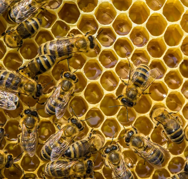Pracovní včely na honeycells — Stock fotografie