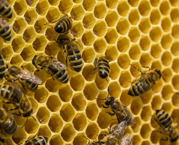 Рабочие пчелы на медовых клетках — стоковое фото