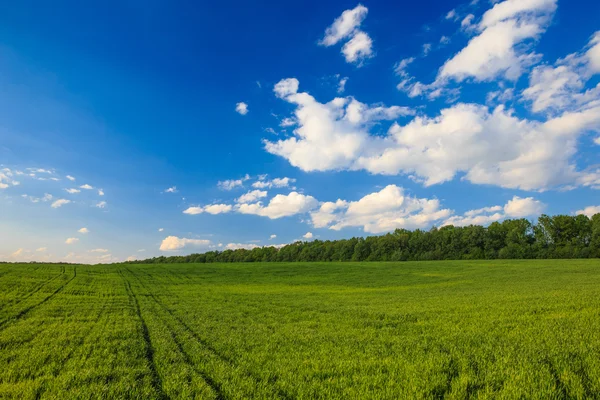 Grönt fält och blå himmel — Stockfoto