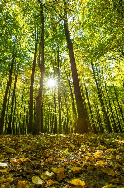 Jesienią drzew leśnych — Zdjęcie stockowe