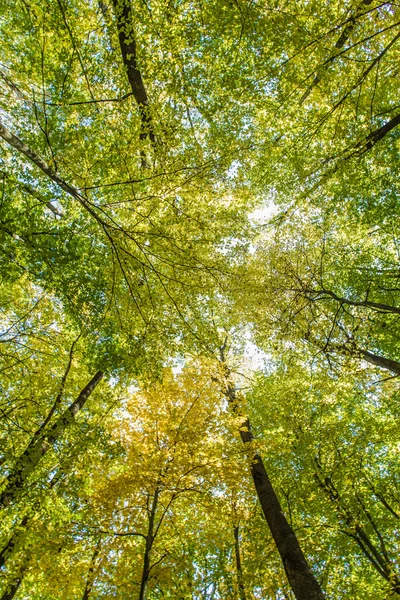 Podzimní lesních stromů — Stock fotografie