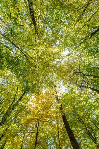 秋の森の木 — ストック写真