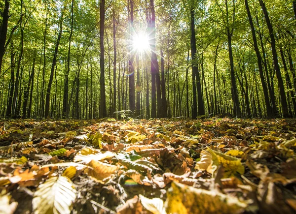 Alberi forestali autunnali — Foto Stock