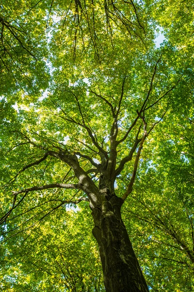緑の森の枝 — ストック写真