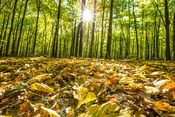 Arbres forestiers d'automne — Photo