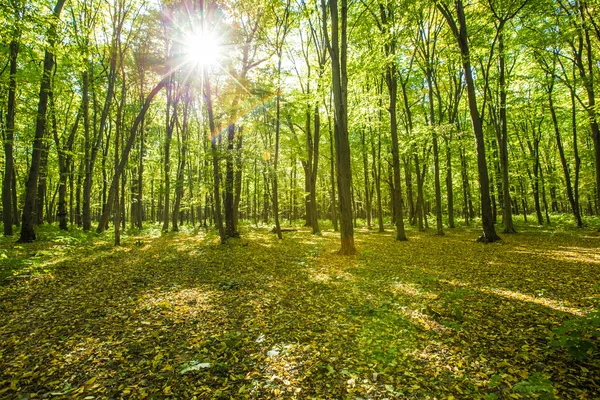 Arbres forestiers d'automne — Photo