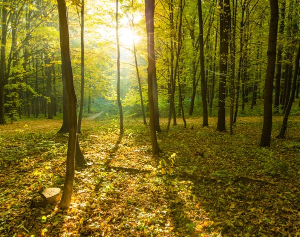 Sonbahar Orman ağaçları — Stok fotoğraf