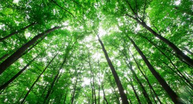 Orman ağaçları. doğa yeşil ahşap güneş ışığı arka planı