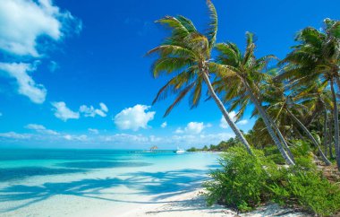 plaj ve tropikal deniz