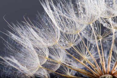 Karahindiba tohum üzerinde siyah bir izole