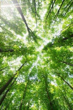 Orman ağaçları. doğa yeşil ahşap güneş ışığı arka planı