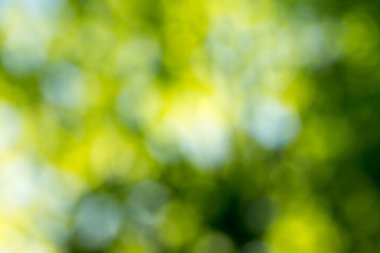 ağaç, yeşil arka plan yeşil bokeh