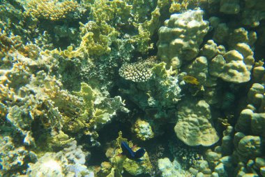 güzel bir sualtı sahne