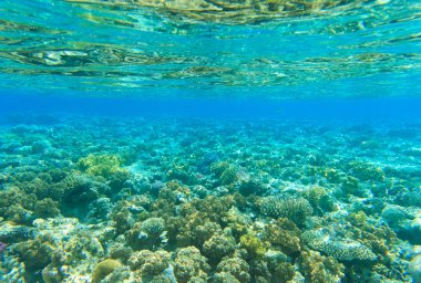 güzel bir sualtı sahne
