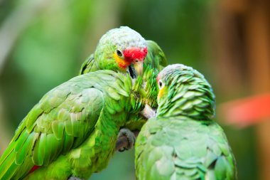 sevimli papağan kuşlar