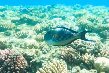 güzel bir sualtı sahne