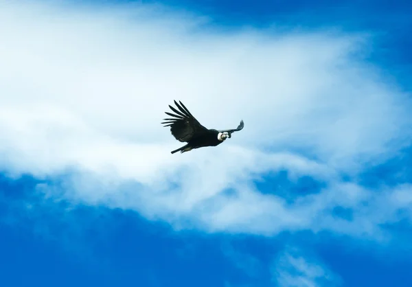 Cóndor volando en el cielo — Foto de Stock