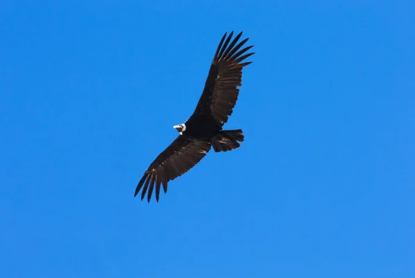 Condor vliegt in de hemel — Stockfoto