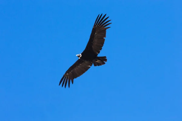 Condor che vola in cielo — Foto Stock