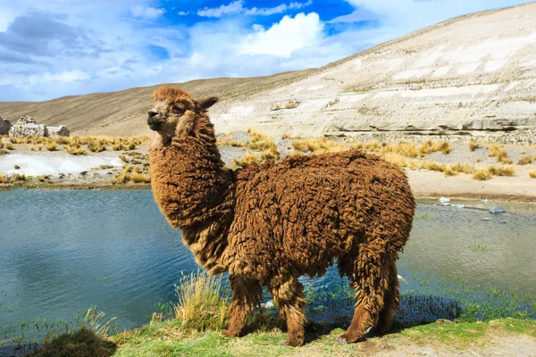 Schattig lama in Peru — Stockfoto