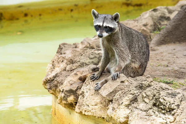 Raccoon sitting and staring — Stock Photo, Image