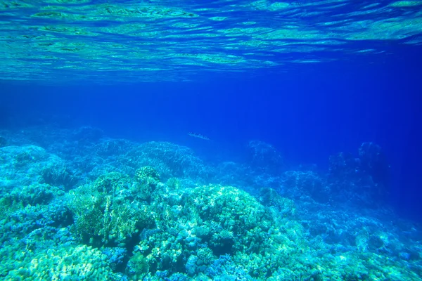 Hermosa escena submarina — Foto de Stock