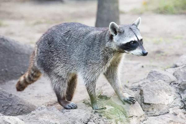 Mapache sentado y mirando fijamente — Foto de Stock