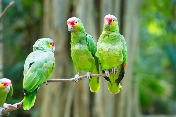 Lindos loros pájaros — Foto de Stock