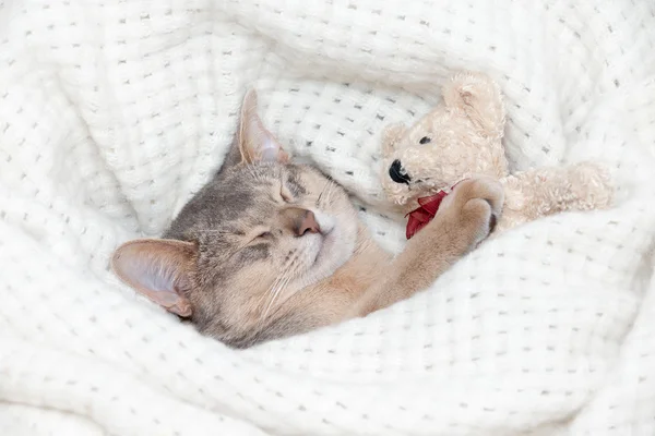 Söpö kissanpentu nukkuu — kuvapankkivalokuva