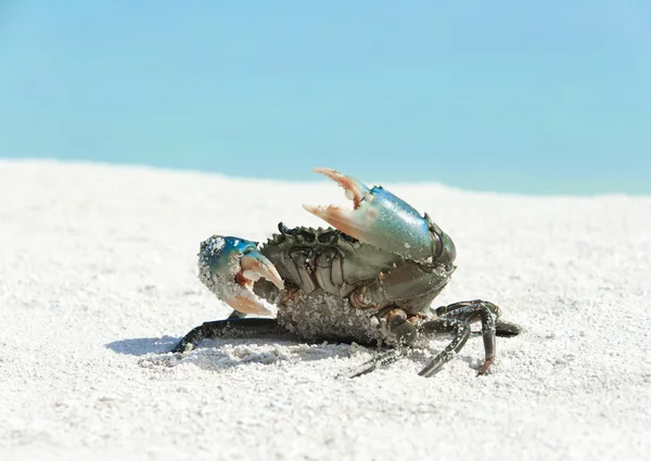 Caranguejo na praia arenosa — Fotografia de Stock