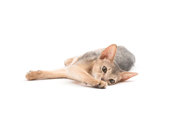 Прекрасный абиссинский котенок — стоковое фото