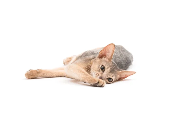 Gatinho abissínio bonito — Fotografia de Stock