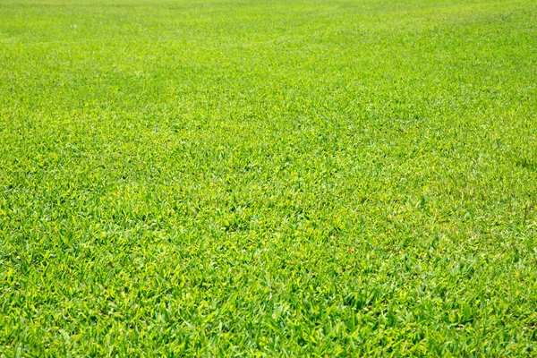 Textura de grama verde — Fotografia de Stock