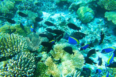 kopya alanı ile sualtı sahne